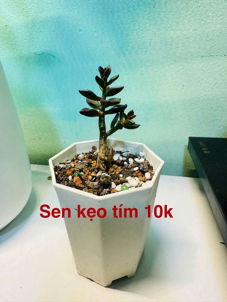 Sen đá