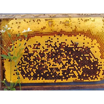 MẬT ONG BẠC HÀ, MẬT ONG HOA XUYẾN ngọt thanh mới.. Mua bán Đồ ăn, thực phẩm và các loại khác tại Quận Gò Vấp Tp Hồ Chí Minh được đăng bởi Vinanut