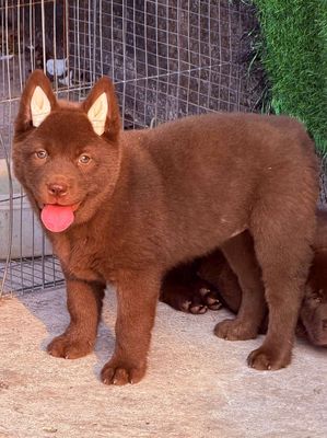 Chó ta cái màu Nâu