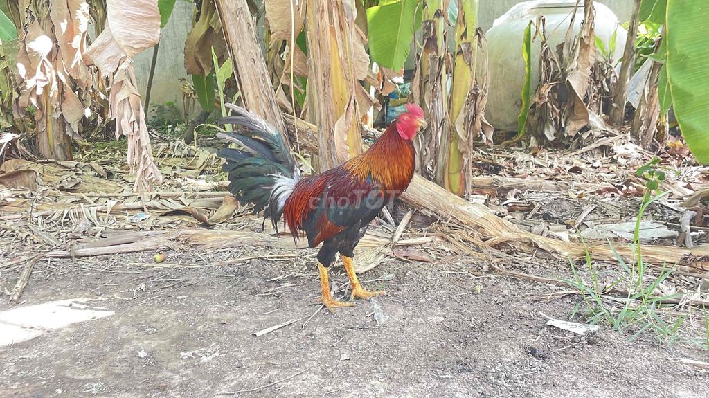 3kg840. Mua bán Gà tại Quận Ninh Kiều Cần Thơ được đăng bởi Chuyên gà đá  hình 1