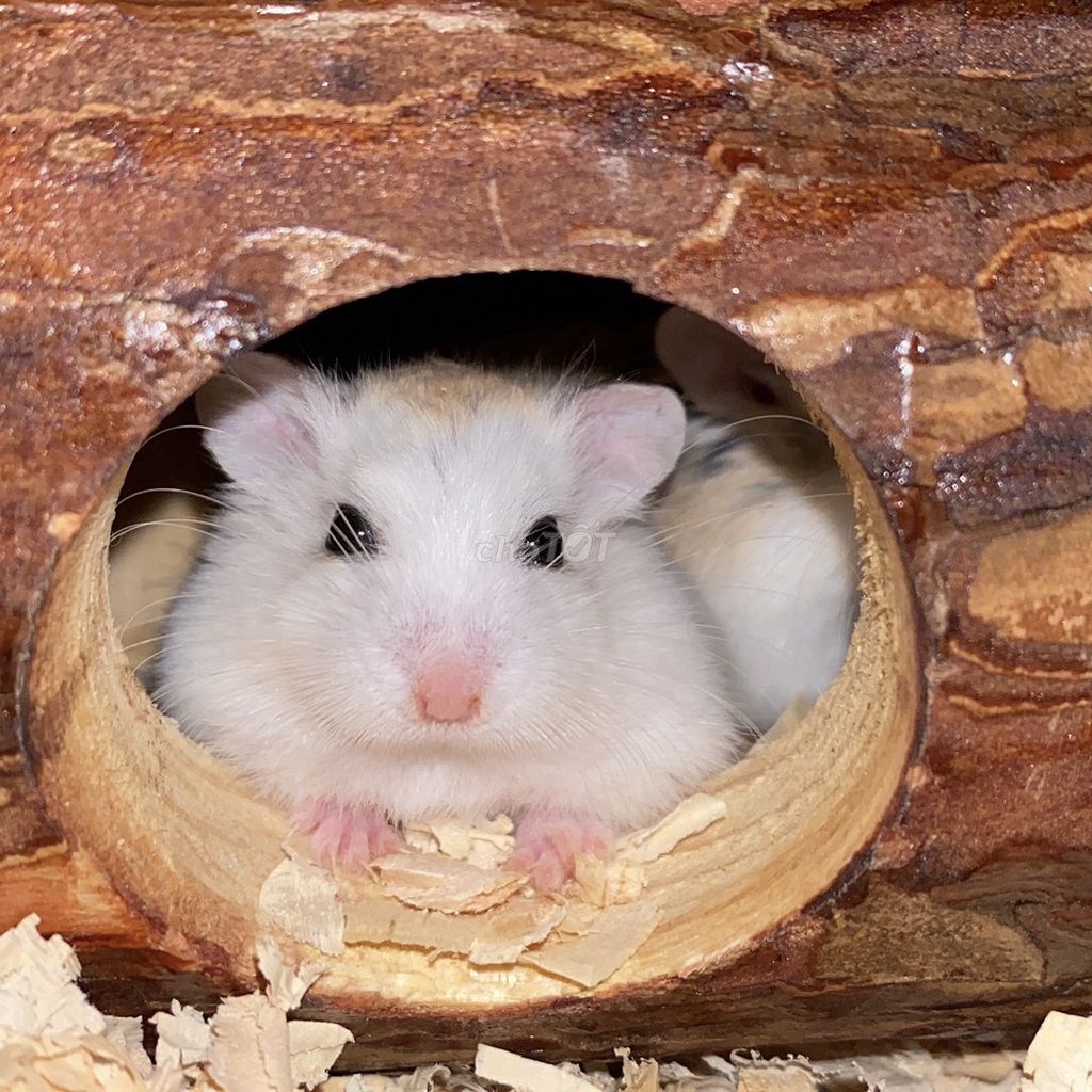 Chuột Hamster Robo 2 bé 130k. Mua bán Thú cưng khác tại Quận 7 Tp Hồ Chí Minh được đăng bởi Ngọc hình 1