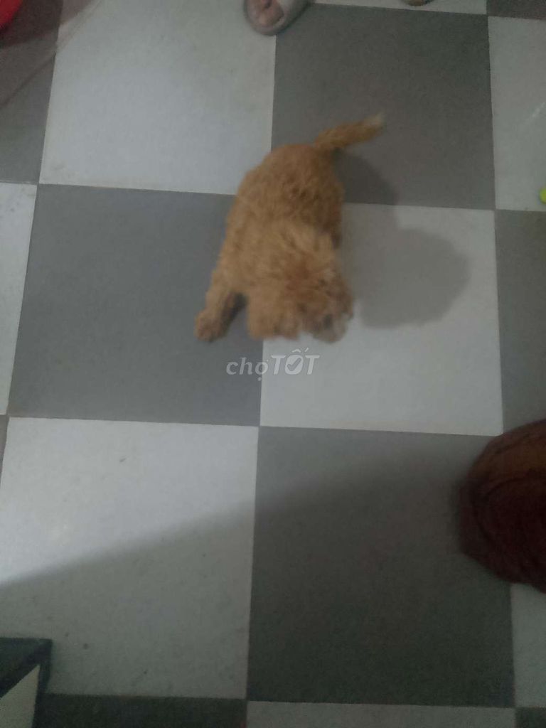 Không có thời gian nuôi muốn bán gọi số ***. Mua bán Chó tại Huyện Long Thành Đồng Nai được đăng bởi hùng còi hình 2