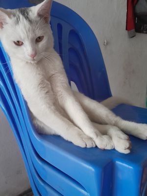Mèo anh long ngắn mới dc 9 thang tuoi. Mua bán Mèo tại Huyện Gia Lâm Hà Nội được đăng bởi Tham Vu