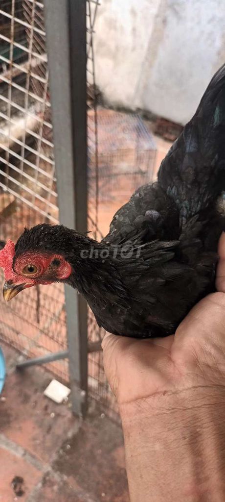 Gà tre trống 6 tháng đen đá cảnh. Mua bán Gà tại Thành phố Thủ Đức Tp Hồ Chí Minh được đăng bởi Phạm Trường hình 1