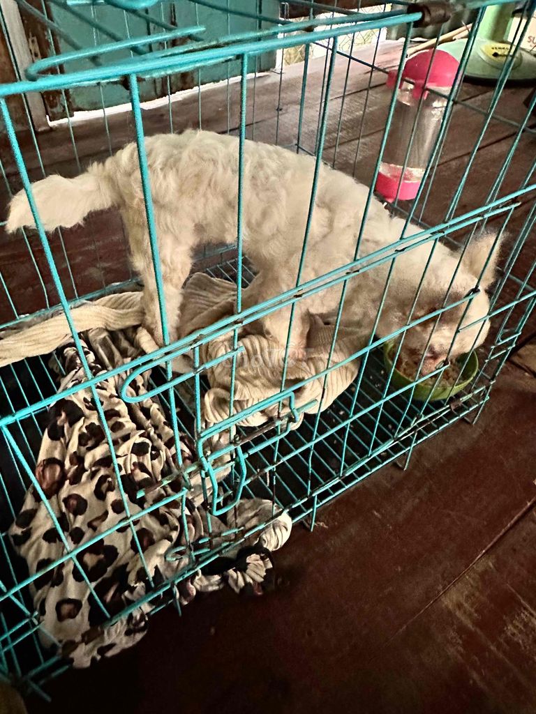 Chó Poodle lai Trắng. Mua bán Chó tại Thành phố Long Xuyên An Giang được đăng bởi Hoàng Nhã hình 1