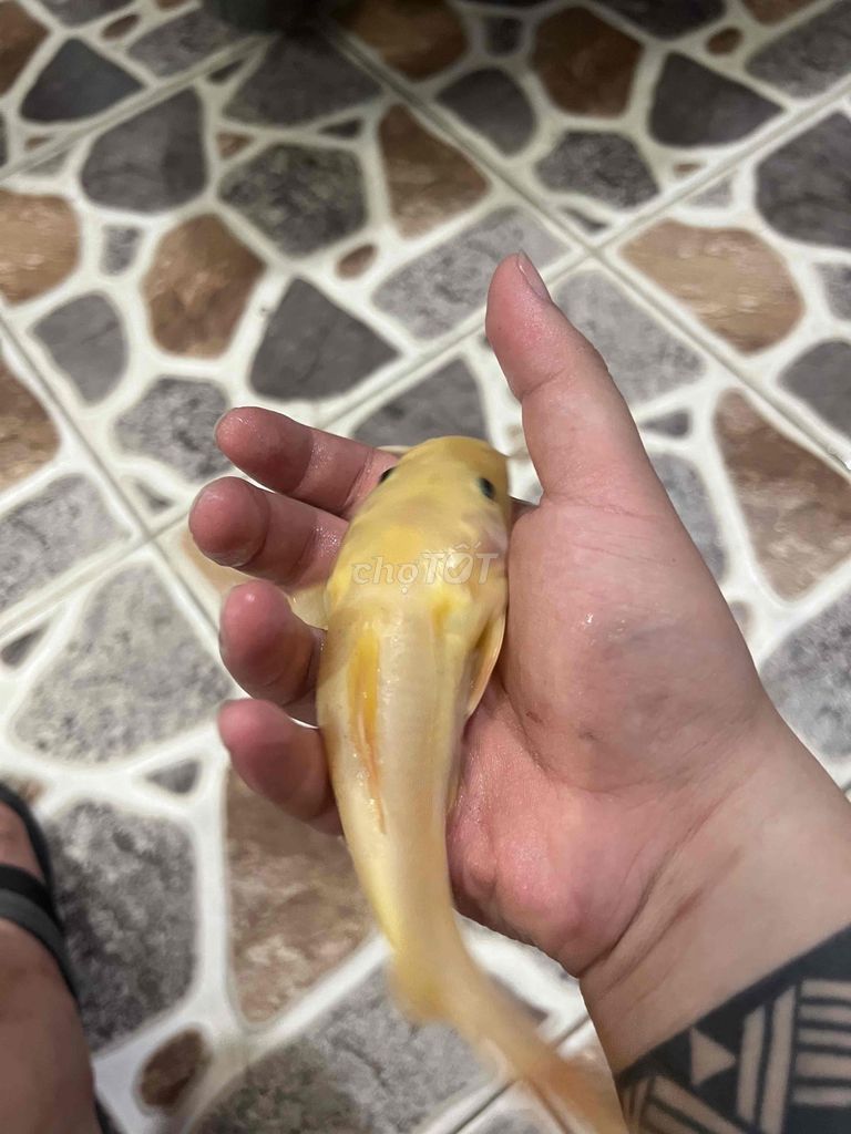 Cá Hồng vĩ 17-19 cm Vàng. Mua bán Thú cưng khác tại Quận 12 Tp Hồ Chí Minh được đăng bởi BÙI TUẤN ANH hình 1