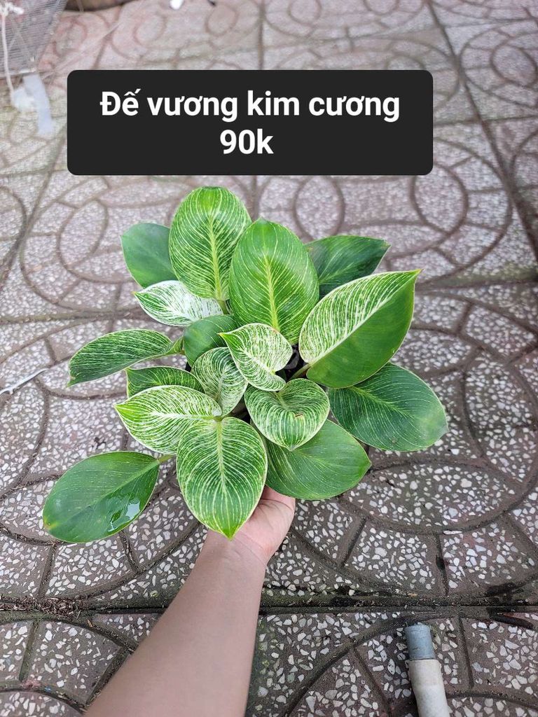Cây cảnh Đế vương kim cương chậu 3 ngọn. Mua bán Cây cảnh, đồ trang trí tại Quận Cái Răng Cần Thơ được đăng bởi Mê kiểng lá  hình 1