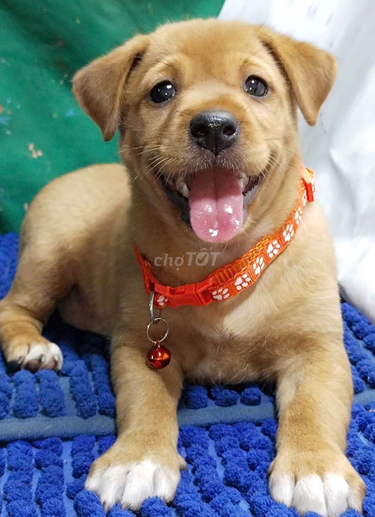 Chó Labrador tứ túc hoa mai rất mai mắng . Mua bán Chó tại Quận Bình Tân Tp Hồ Chí Minh được đăng bởi Nguyễn Hằng hình 1