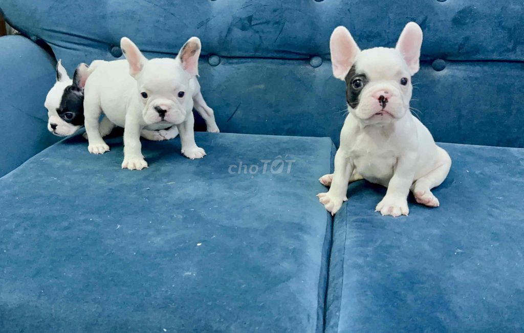 Chó Bull Pháp Shortbody đực 2 tháng đã tiêm. Mua bán Chó tại Quận 12 Tp Hồ Chí Minh được đăng bởi Kien hình 1