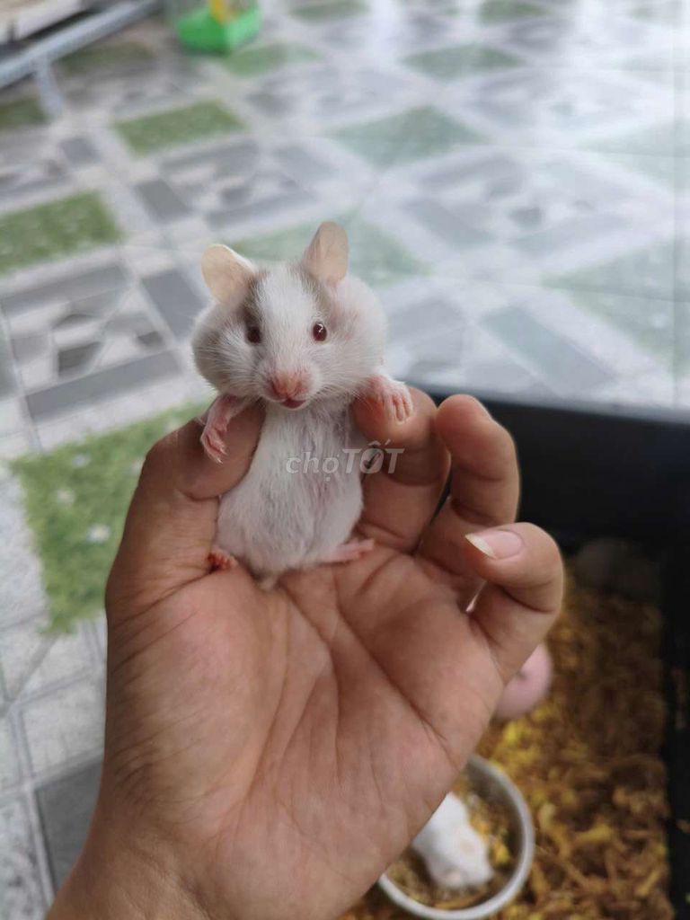 Hamster Bear Trắng Nâu. Mua bán Thú cưng khác tại Quận Bắc Từ Liêm Hà Nội được đăng bởi MS Sữa hình 1