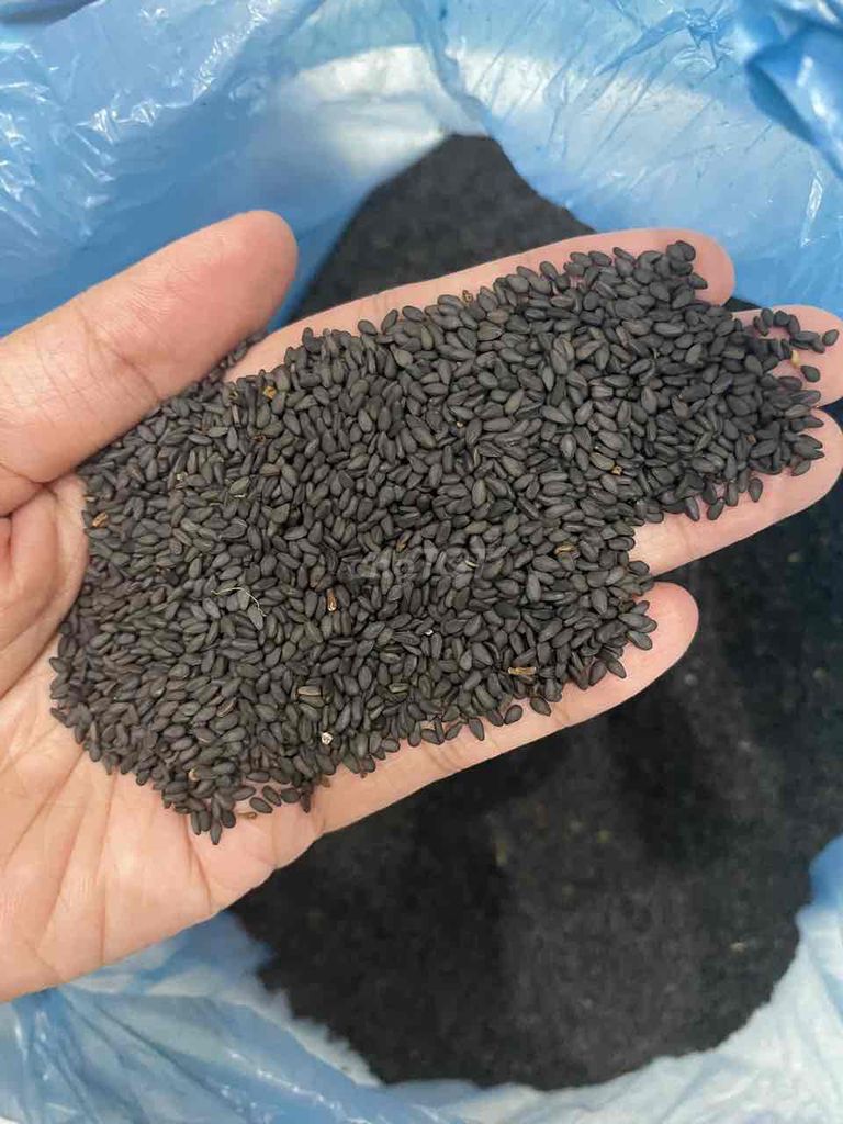 Hạt mè đen Nhà trồng không phun thuốc. Mua bán Đồ ăn, thực phẩm và các loại khác tại Quận Cẩm Lệ Đà Nẵng được đăng bởi Thuý Vi hình 1