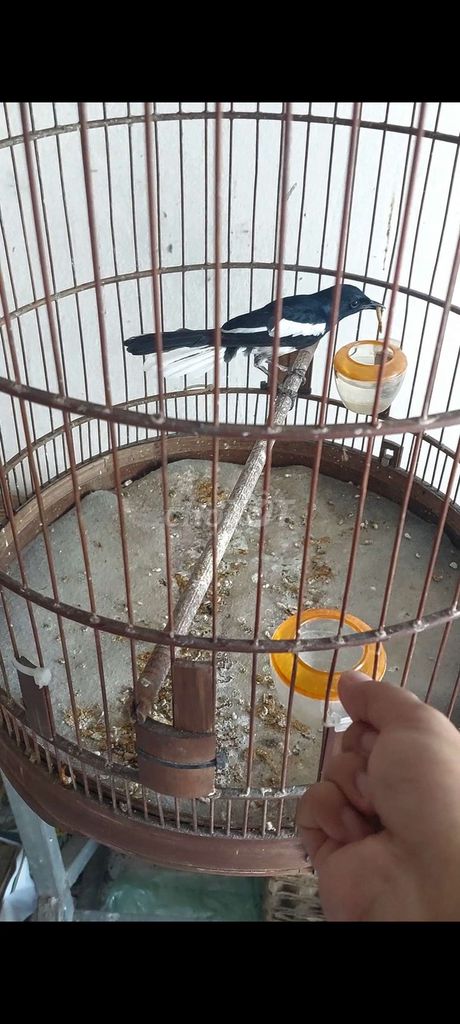 chòe than bổi hót ms1666. Mua bán Chim tại Quận Cái Răng Cần Thơ được đăng bởi Nguyễn Nam hình 1