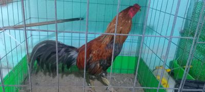 Cú chân điểm 3.2kg zin chuyền lông. Mua bán Gà tại Huyện Bình Chánh Tp Hồ Chí Minh được đăng bởi đạt gà zin 