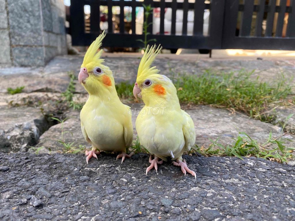 Chim Cockatiel Vàng. Mua bán Chim tại Huyện Hóc Môn Tp Hồ Chí Minh được đăng bởi  86 hình 1
