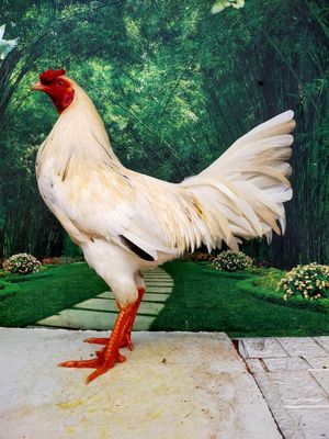 Úa  trích 2kg8. Mua bán Gà tại Thành phố Thủ Đức Tp Hồ Chí Minh được đăng bởi Dang Hoang giang