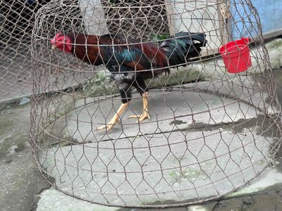 điều 3k8 thay lông. Mua bán Gà tại Thành phố Châu Đốc An Giang được đăng bởi Đức Khải