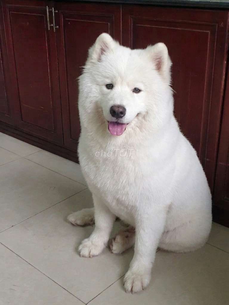 Chó Samoyed thuần chủng siêu đẹp đã tiêm ngừa. Mua bán Chó tại Quận Tân Bình Tp Hồ Chí Minh được đăng bởi Linh Lan hình 1