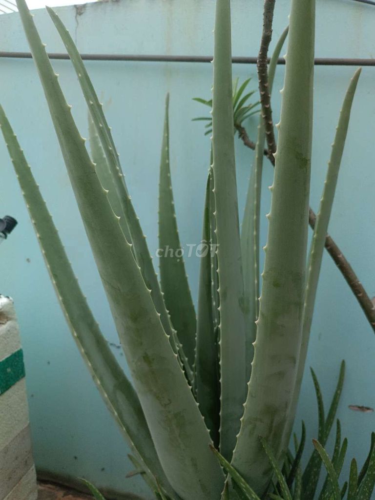 Cây Nha đam lớn Xanh lá. Mua bán Cây cảnh, đồ trang trí tại Quận Bình Tân Tp Hồ Chí Minh được đăng bởi khah hình 1