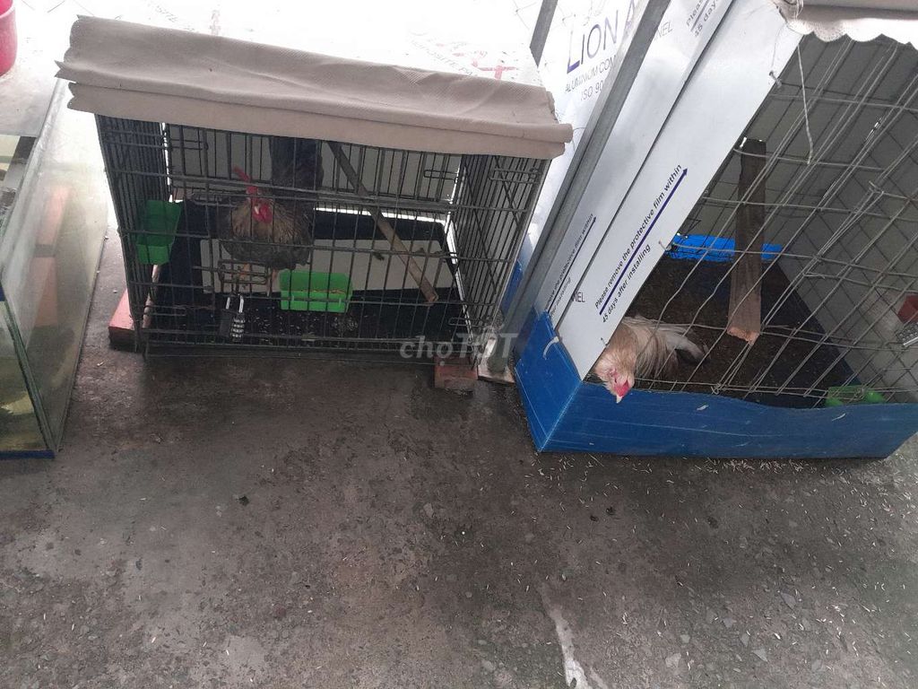 Gà Serama đực. Mua bán Gà tại Quận 7 Tp Hồ Chí Minh được đăng bởi đăng vũ thiện hình 1
