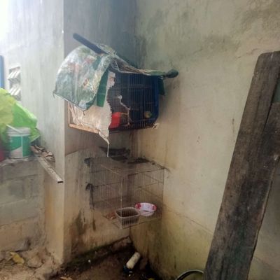 Cần tìm chim quốc. Mua bán Chim tại Huyện Bình Chánh Tp Hồ Chí Minh được đăng bởi Tuyền Ngô