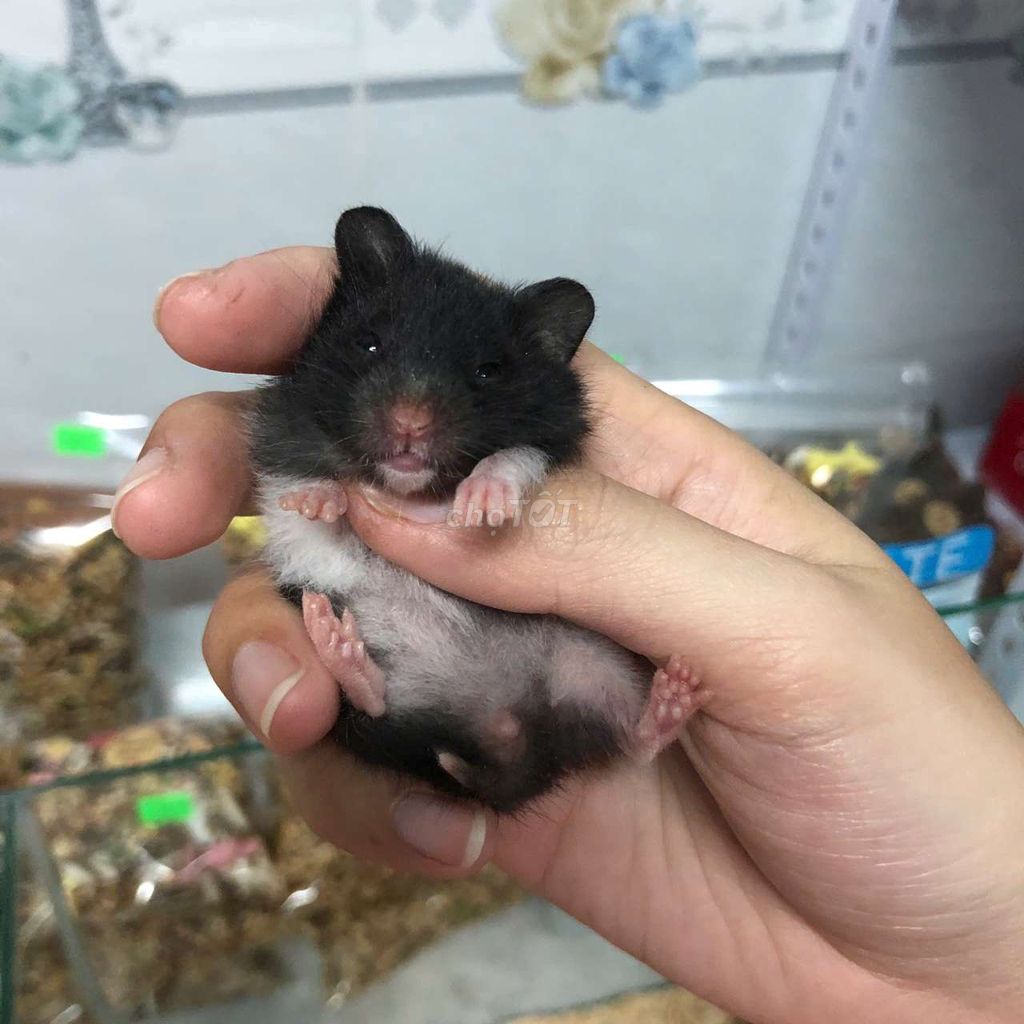 Chuột Hamster Bear Lai Tạng. Mua bán Thú cưng khác tại Quận Cái Răng Cần Thơ được đăng bởi Hammie Heamster hình 1