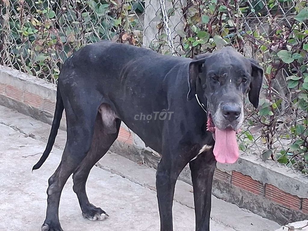 Chó Great Dane Đực trên 50kg. Mua bán Chó tại Quận 12 Tp Hồ Chí Minh được đăng bởi Nhân Rottweiler  hình 1