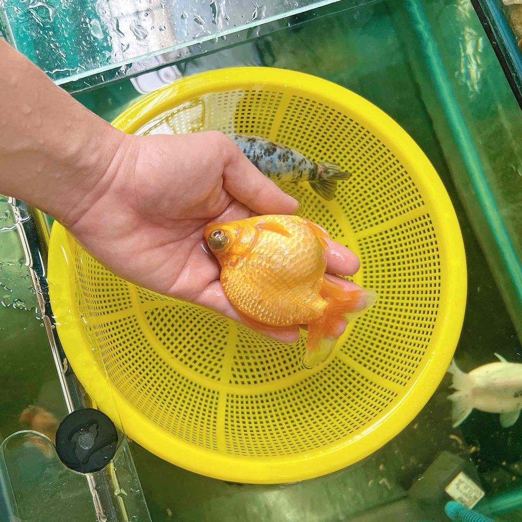 3 bé cá oranda,ranchu,ruykin