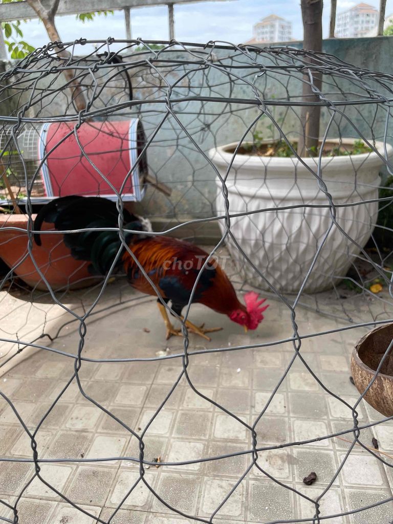 Bán Gà Tre 8 tháng tuổi
