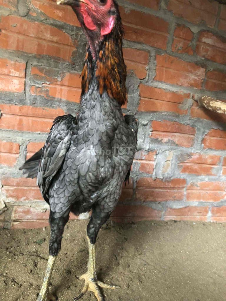 Gà Thái 8 tháng. Mua bán Gà tại Huyện Thanh Trì Hà Nội được đăng bởi Tên chưa cung cấp hình 1
