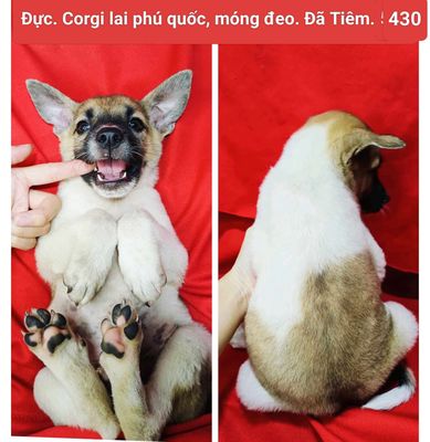 Cục Bông Corgi ngoan KIẾM chủ yêu thương