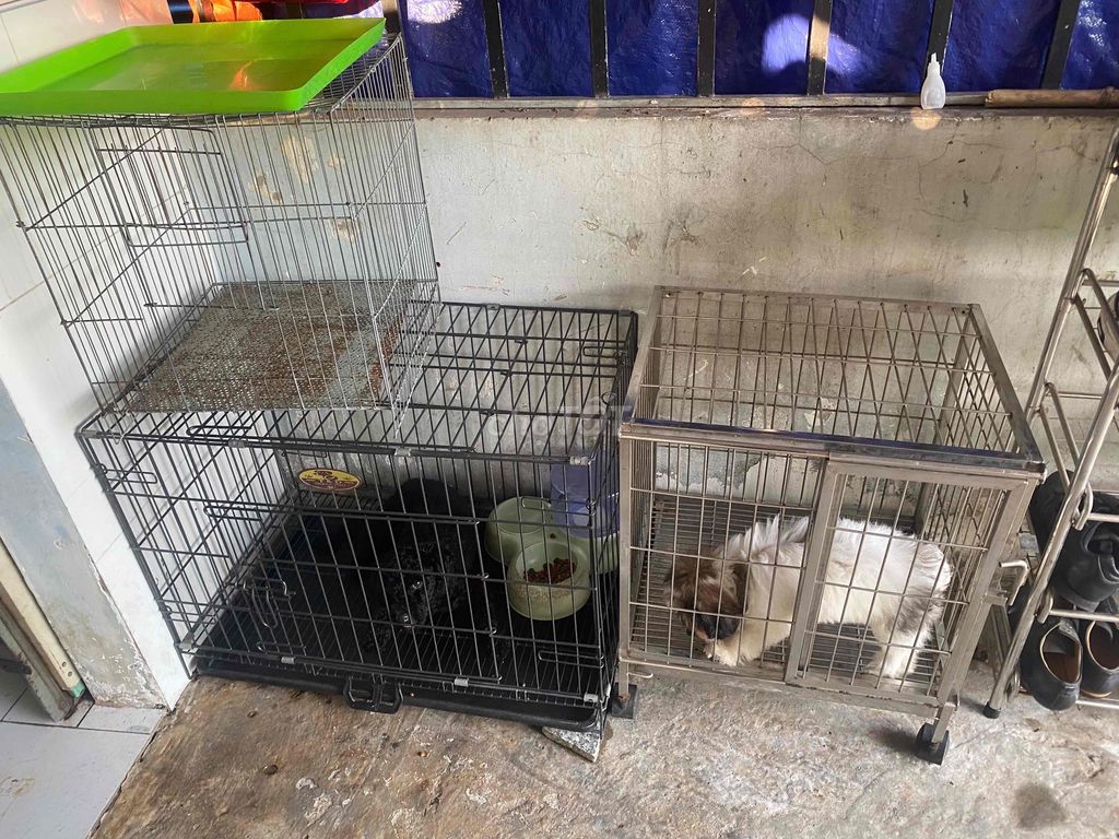 Chó Đen, Trắng nâu. Mua bán Phụ kiện, Thức ăn, Dịch vụ tại Huyện Cần Giuộc Long An được đăng bởi Liên Cúc hình 1
