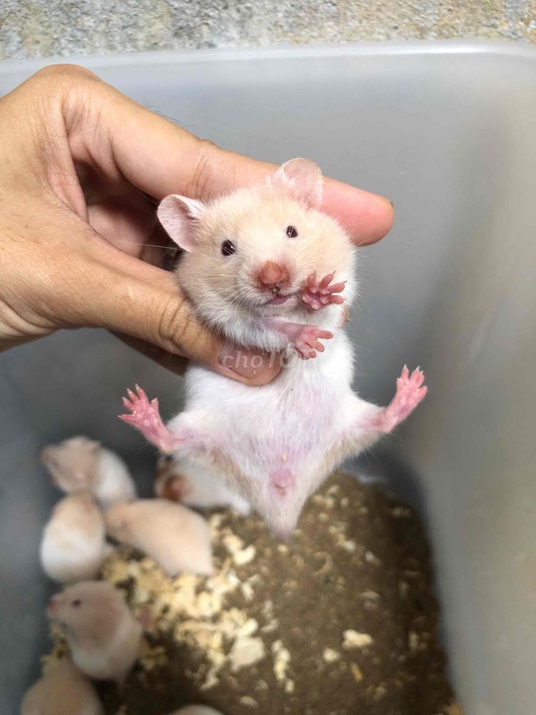 Chuột Hamster Bear Babii thường. Mua bán Thú cưng khác tại Quận Bình Tân Tp Hồ Chí Minh được đăng bởi Ở trọ bày đặt bán chụtt hình 1