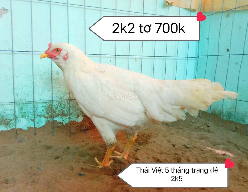 Thái Việt trạng 2,5 kg,    ,