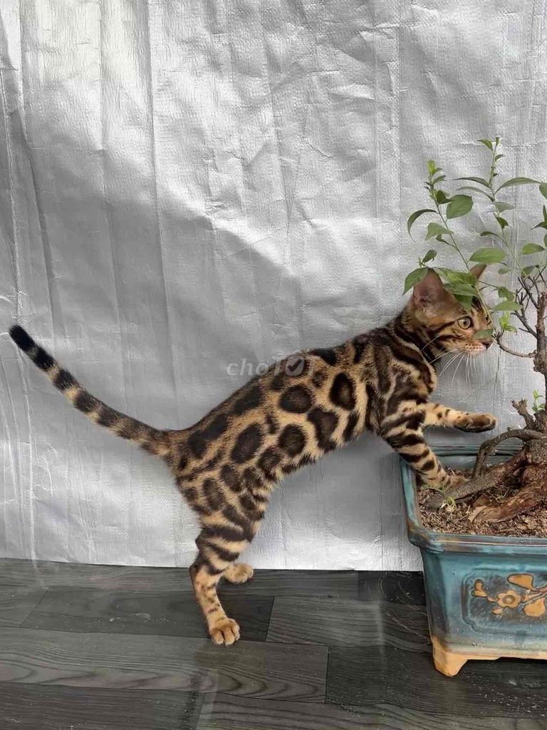 Mèo Bengal cái. Mua bán Mèo tại Huyện Đông Anh Hà Nội được đăng bởi Nguyễn thiên thời hình 1