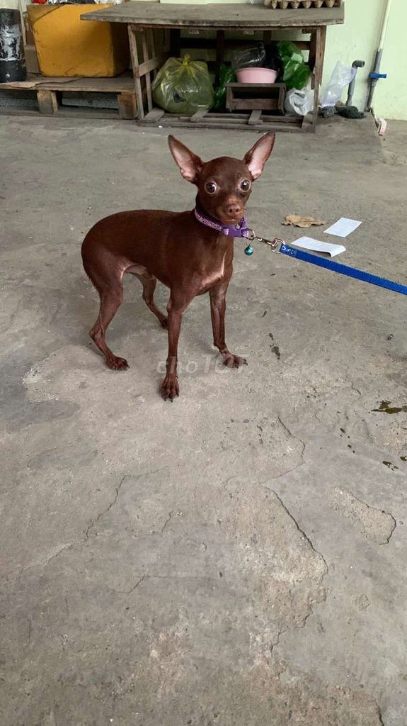 Chó Chihuahua Nâu Đực. Mua bán Chó tại Huyện Đăk Đoa Gia Lai được đăng bởi nguyen nguyen hình 1