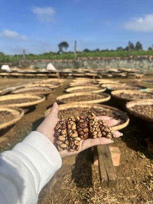 Hàng cà phê chồn thô và thành phẩm. Mua bán Đồ ăn, thực phẩm và các loại khác tại Quận Bình Thạnh Tp Hồ Chí Minh được đăng bởi Trang Thuy