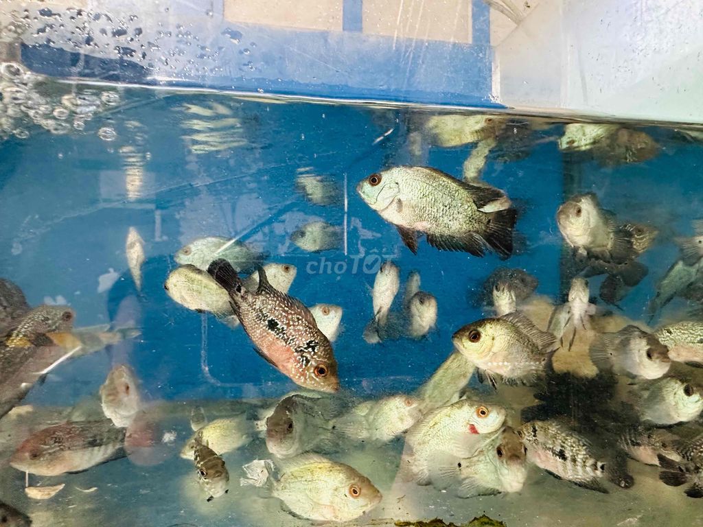 Cá La Hán bột Kamfa và Sill-10 bé 120k size 1ngón. Mua bán Thú cưng khác tại Quận 12 Tp Hồ Chí Minh được đăng bởi Cá Cảnh Sài Gòn Giá Sĩ  hình 2