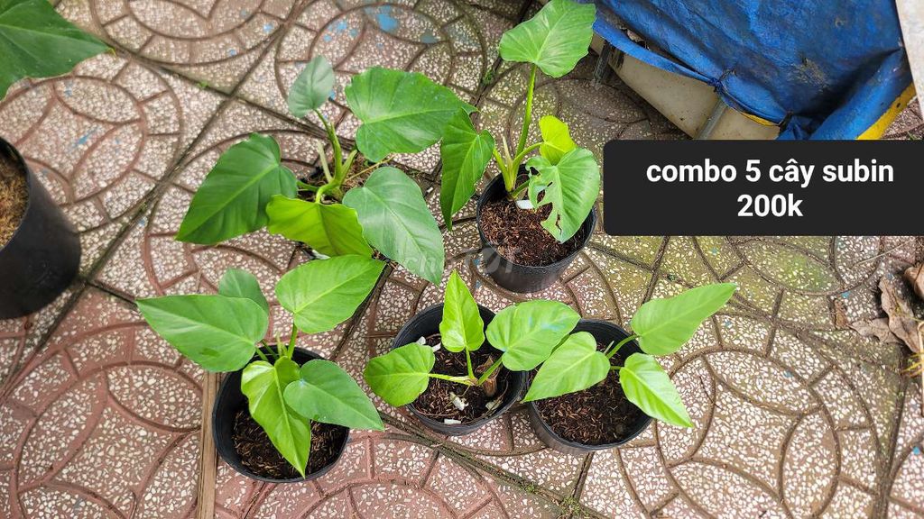 Cây cảnh Combo nhiều chậu. Mua bán Cây cảnh, đồ trang trí tại Quận Cái Răng Cần Thơ được đăng bởi Mê kiểng lá  hình 1