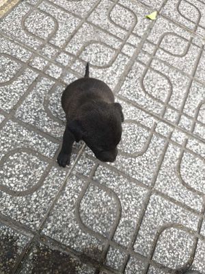 Chó con Đen đã tiêm phòng. Mua bán Chó tại Thành phố Bến Tre Bến Tre được đăng bởi conan