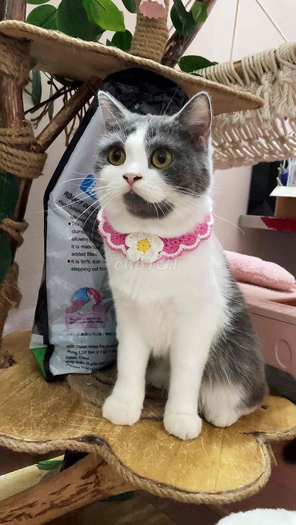 Mèo Anh lông dài cái trên 2 tuổi. Mua bán Mèo tại Thành phố Thủ Đức Tp Hồ Chí Minh được đăng bởi Khánh Ngọc hình 1