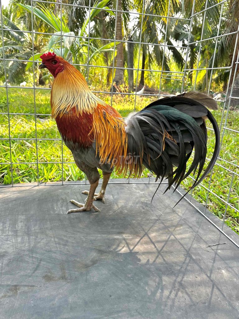 gà tơ lớn kí. Mua bán Gà tại Huyện Thạnh Phú Bến Tre được đăng bởi Luân hình 1
