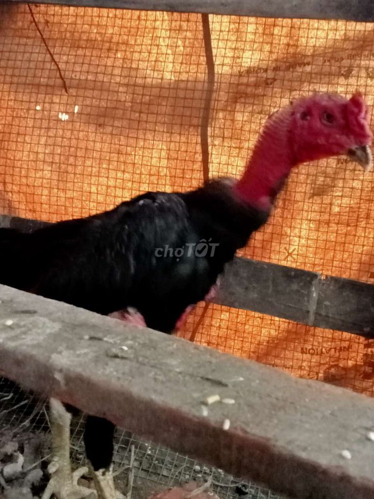 Gà chọi 3kg Đen đỏ Đực. Mua bán Gà tại Huyện Hóc Môn Tp Hồ Chí Minh được đăng bởi nguyen phuong huy hình 1