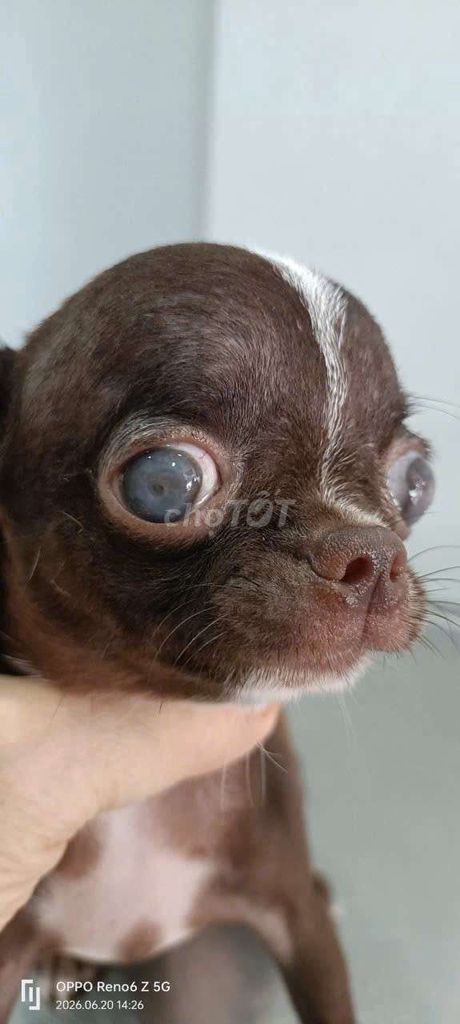 Chó Chihuahua Đực Chocola 4 tháng. Mua bán Chó tại Quận 8 Tp Hồ Chí Minh được đăng bởi  Hiếu Vỏ hình 1
