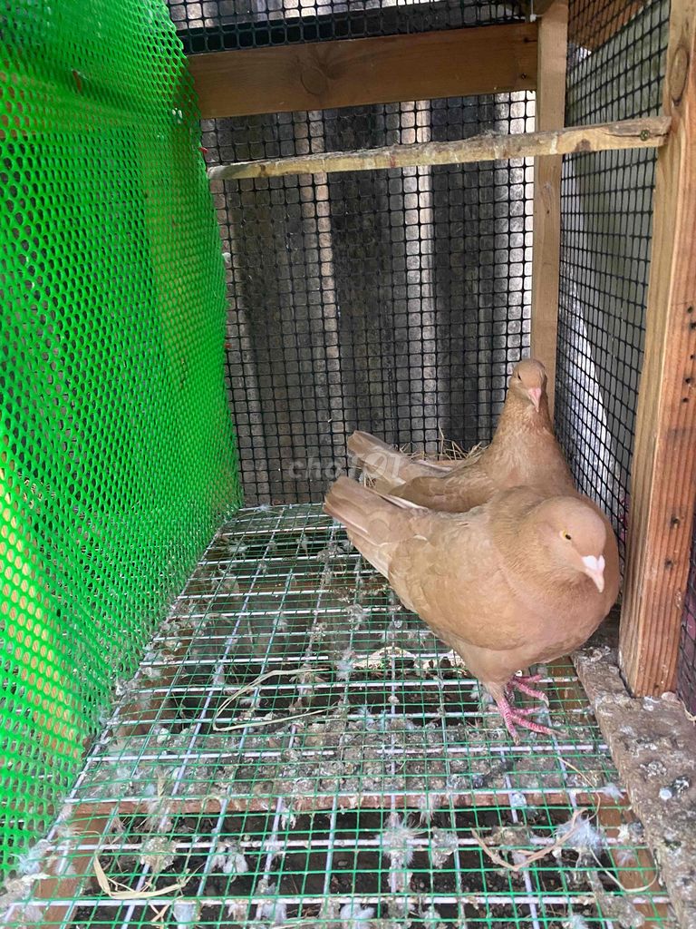 Bán cặp bc gà ss. Mua bán Chim tại Huyện Cần Giuộc Long An được đăng bởi Truong Man hình 1