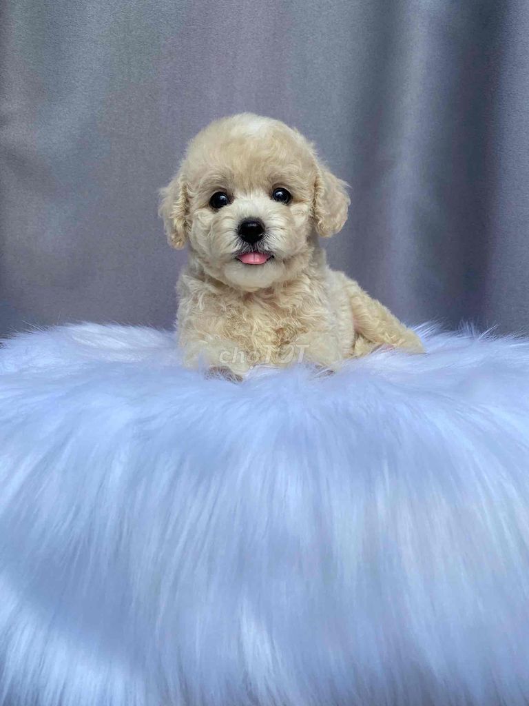 Poodle Đực. Mua bán Chó tại Quận 12 Tp Hồ Chí Minh được đăng bởi Nguyễn Nguyễn hình 1