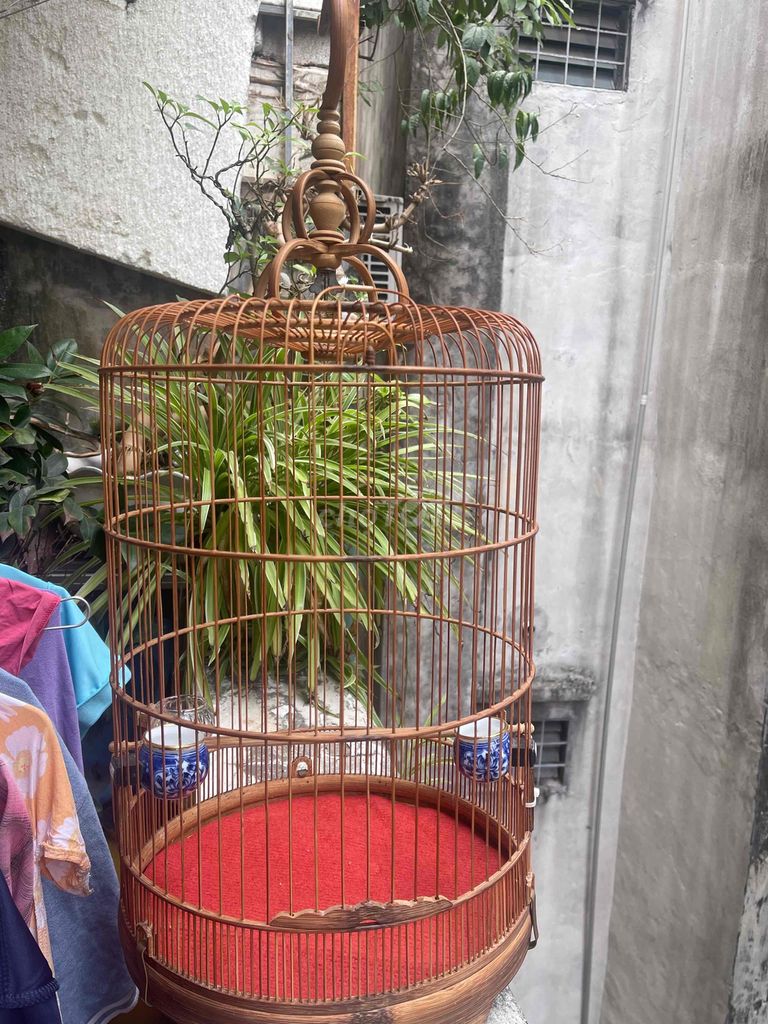 Lồng chim chòe đất Biên Hoà. Mua bán Chim tại Quận Thanh Xuân Hà Nội được đăng bởi A.Hải  hình 1