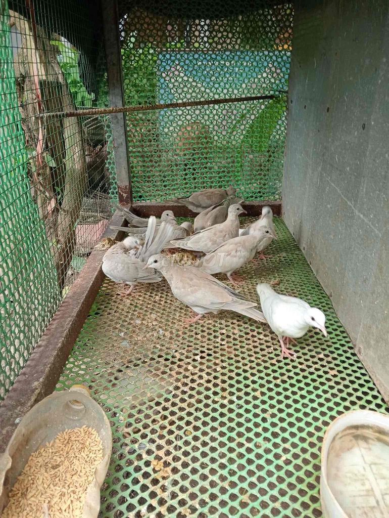 Chim cu Pháp Trắng, Xám. Mua bán Chim tại Quận Hai Bà Trưng Hà Nội được đăng bởi Lê Minh hình 1