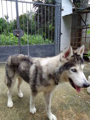 Bé chó husky ngoan k quậy phá tìm sen y thương