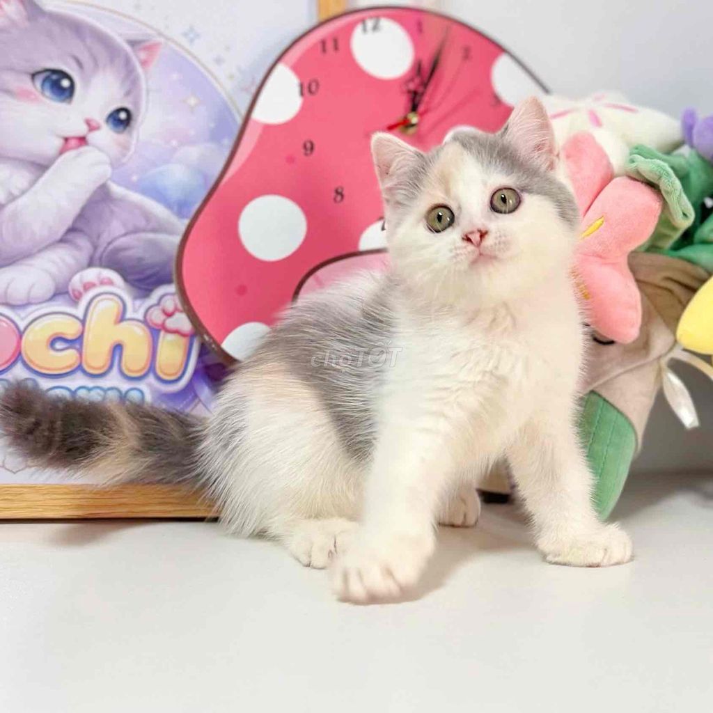 mèo Tam thể 2th. Mua bán Mèo tại Thành phố Thủ Đức Tp Hồ Chí Minh được đăng bởi Mochi  hình 1