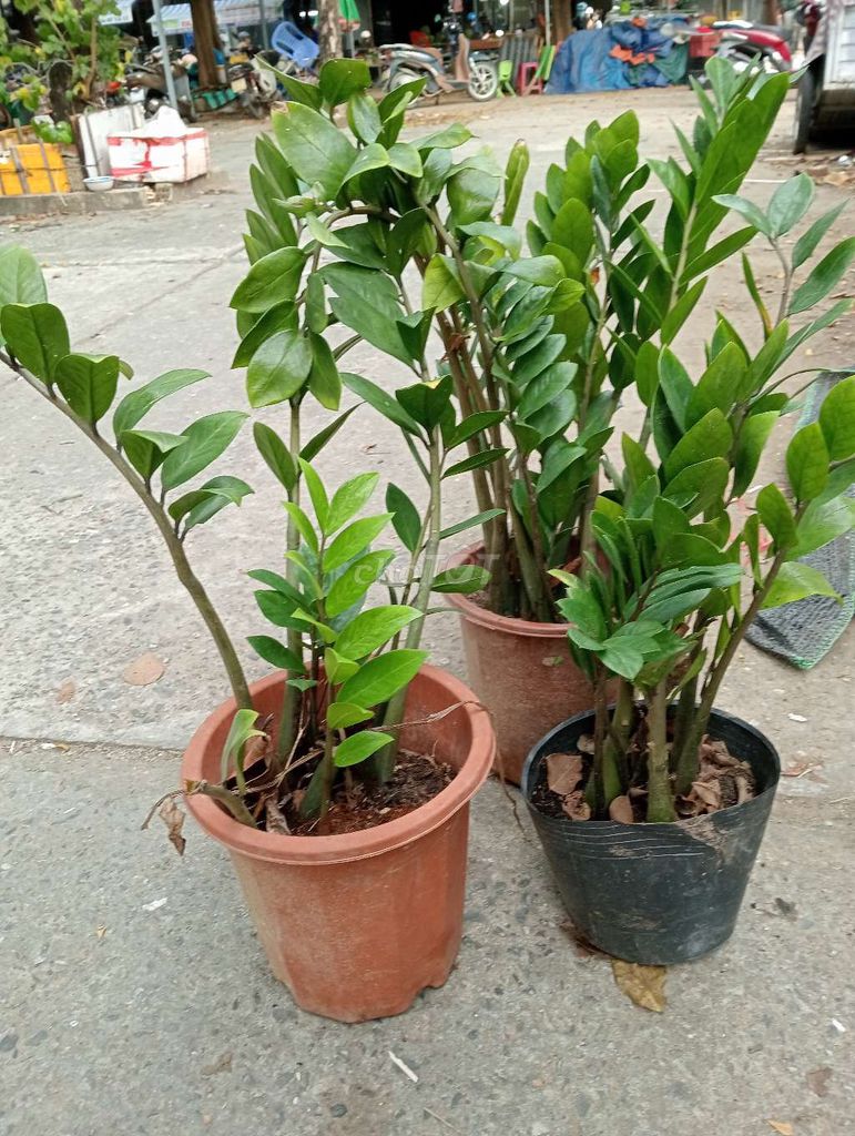 3 chậu kim tiền. Mua bán Cây cảnh, đồ trang trí tại Quận Cẩm Lệ Đà Nẵng được đăng bởi Sunshine garden  hình 1